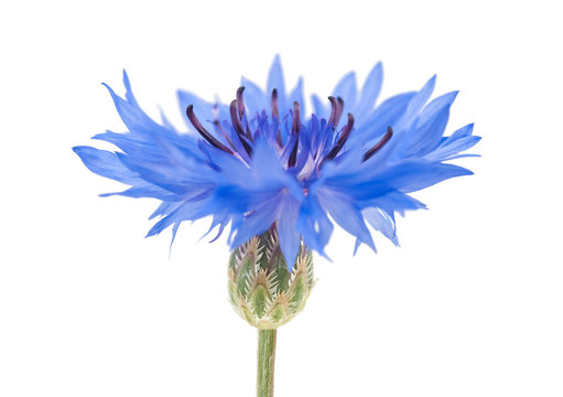 Blue Cornflower Isolated On White