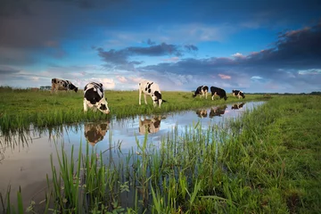 Crédence de cuisine en verre imprimé Vache vaches qui paissent dans les pâturages au bord de la rivière