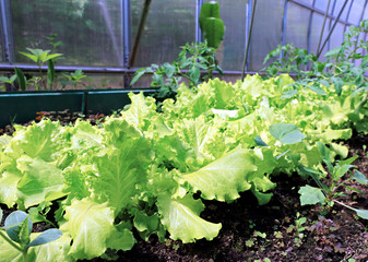 Growing leaves lettuce