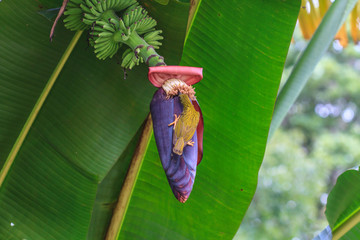 Streaked Spiderhunter bird