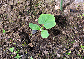 Cucumber plants on the gardenbad in the greenhouse