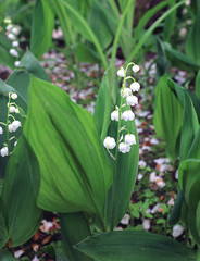 Obraz premium Lily of the valley of the valley flowers