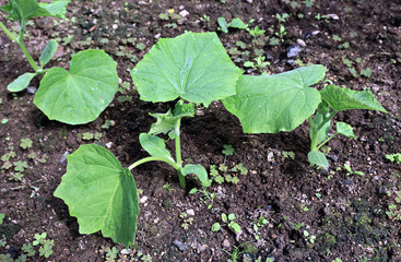 Cucumber plants on the gardenbad in the greenhouse