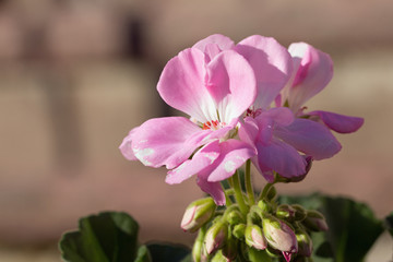 Fototapeta na wymiar Pink geranium flowers 