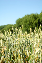 Пшеница