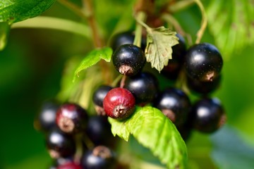 schwarze johannisbeeren