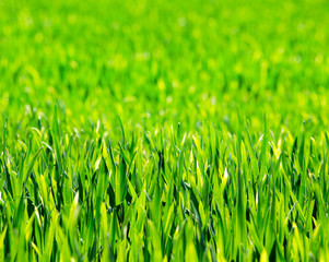 Grass background
