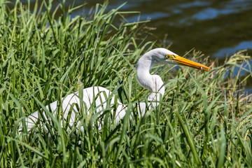 Great Egret catching fish