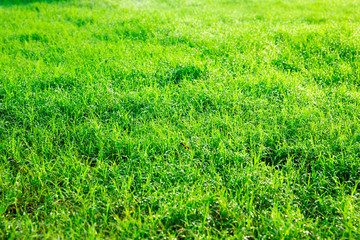 Green lawn