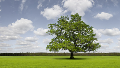Grüne Eiche