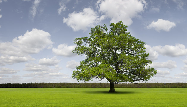 Gr&uuml;ne Eiche
