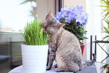 Nice cat sitting on the balcony with pot of grass