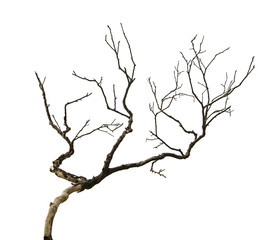 Obraz premium dry branch