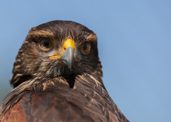 Close up detail of hawk head