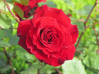 rosas rojas