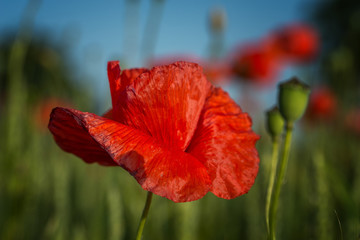 Naklejka premium Mohnblüte