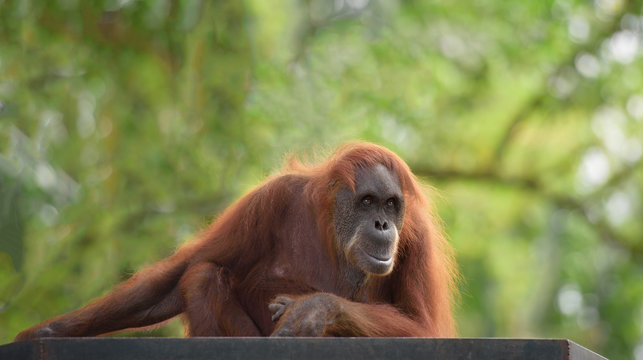 Adult orangutan looking straight in camera
