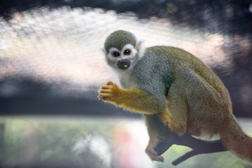 Cute squirrel monkey in a cage