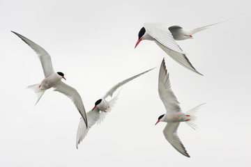 Seeschwalben / Formation von 4 Seeschwalben über der Nordsee