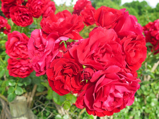 rosas rojas