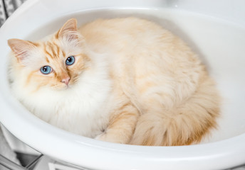 Katze (Heilige Birma) im Waschbecken