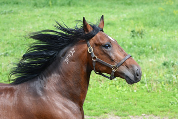 Fototapeta premium Portrait of the bay american trotter stallion in freedom
