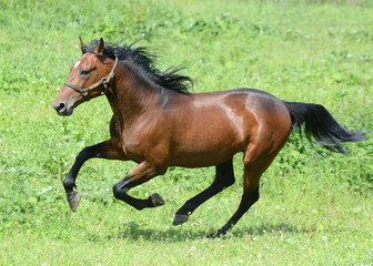Naklejka premium Gallop of the bay american trotter stallion in freedom