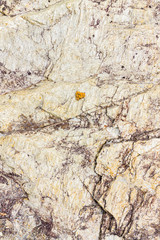 Rock texture background