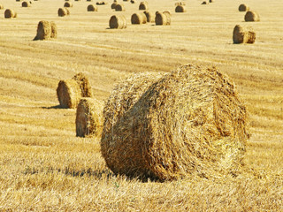 Stacks of hay.