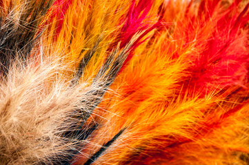 Various Dried and Colored Plants and Flowers for Decoration