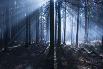 Fototapeta premium morning in forest