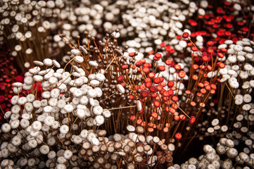Various Dried and Colored Plants and Flowers for Decoration