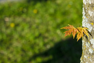 Two sheets maple enjoyed the sun.