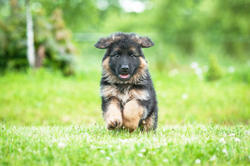 German shepherd puppy playing outdoors