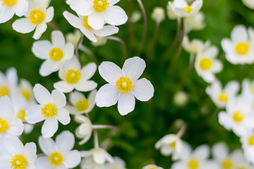 The forest anemone (Anemone nemorosa)