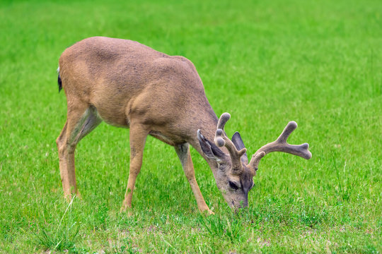 Deer eating grass on green meadow.