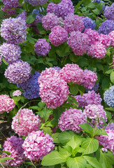 Hydrangea bush in bloom( Hydrangea macrophylla)