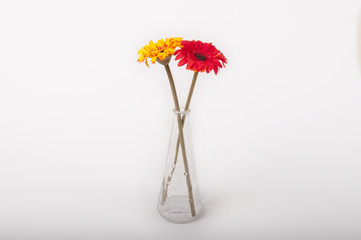 two flowers yellow and red on glasses vase with white background