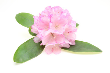 石楠花