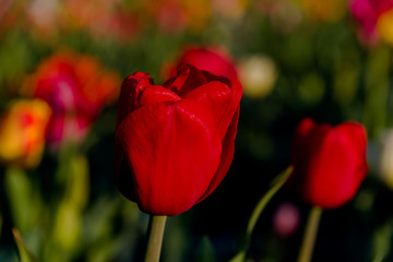 Naklejka premium Tulpen