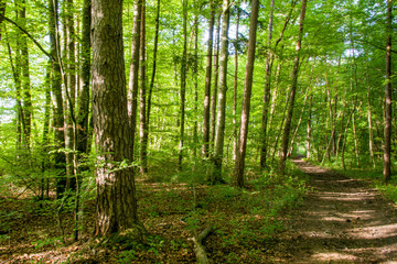 Wald an der allten Aare | Lyss BE