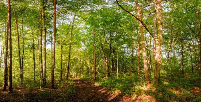 Waldweg