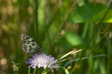 Obraz premium OLYMPUS DIGITAL CAMERA