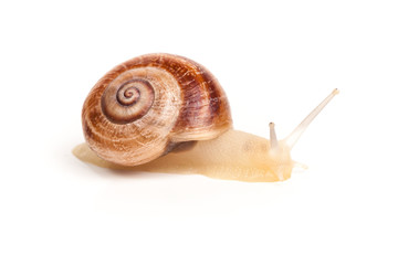 Garden spiral snail isolated on white background
