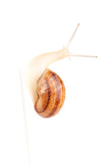 Garden spiral snail isolated on white background