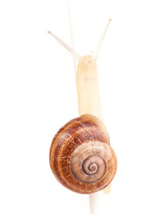 Garden spiral snail isolated on white background