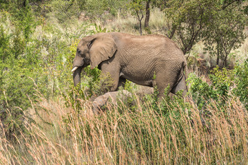 Naklejka na ściany i meble Elephant. Pilanesberg national park. South Africa. 