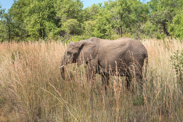 Fototapeta premium Elephant. Pilanesberg national park. South Africa. 