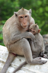Naklejka premium Baby Monkey with Mother sitting on the wall.