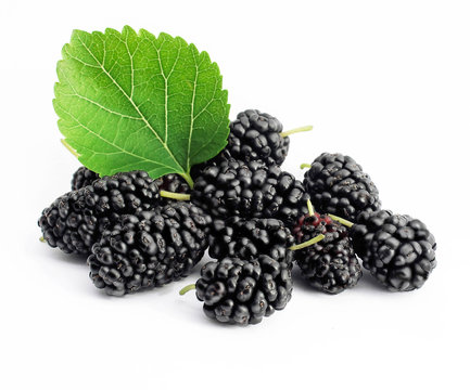 mulberry isolated with leaves